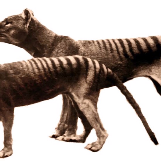 Preserved Tasmanian Tiger Skin May Have DNA to Resurrect the Species