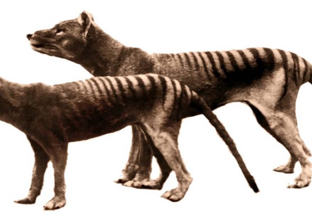 Tasmanian Tiger Pelt Found in New Zealand Reveals the Rich Colors of the Thylacine