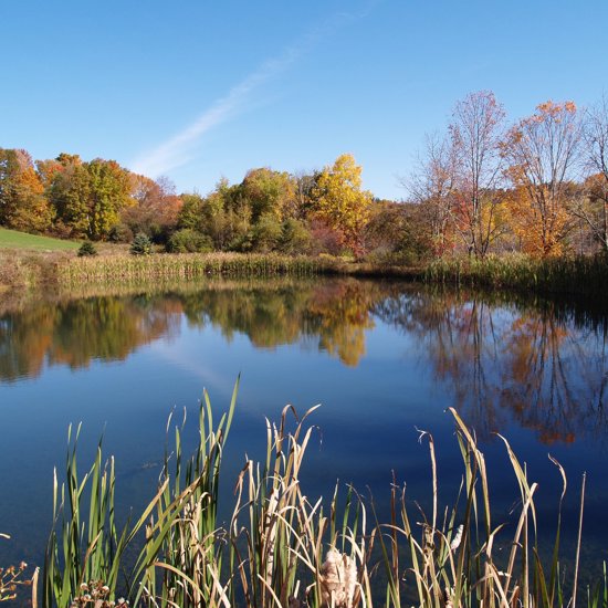 Pond Disappears After Unidentified Object Reportedly Falls from Sky