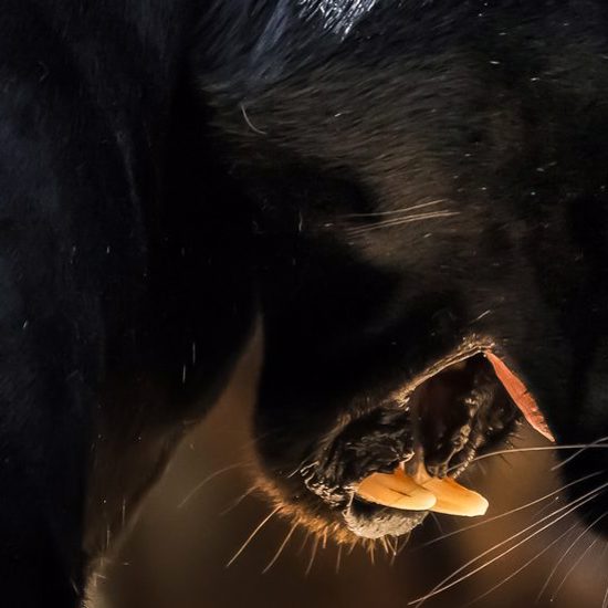 Beast of Bodmin? Anomalous Big Cat Reportedly Attacks Man in England