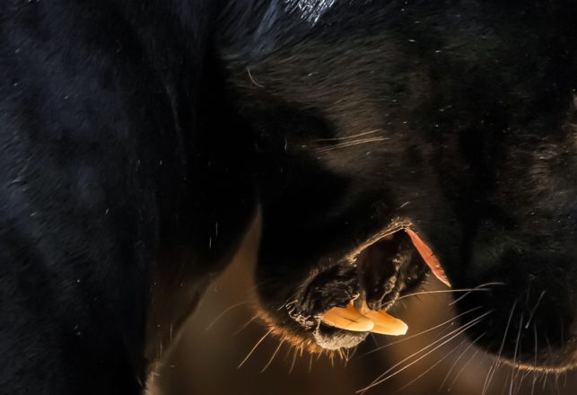 Beast of Bodmin? Anomalous Big Cat Reportedly Attacks Man in England