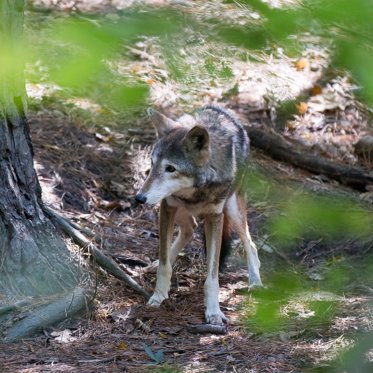 DNA Of The Extinct Red Wolf Discovered In Wild Dogs In Texas