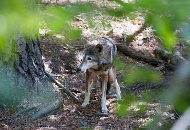 DNA Of The Extinct Red Wolf Discovered In Wild Dogs In Texas