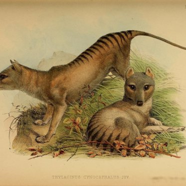 New Study Finds Tasmanian Tigers Were More Like Jackals Than Wolves