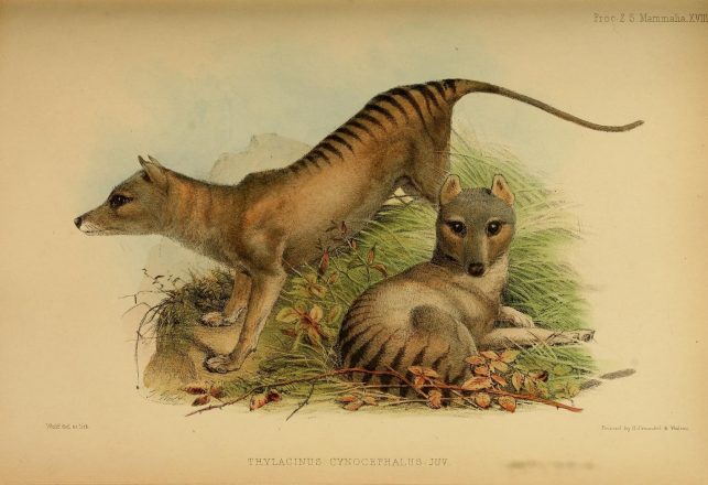 New Study Finds Tasmanian Tigers Were More Like Jackals Than Wolves