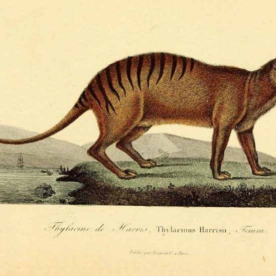 Man Takes Picture Of What Could Be The Extinct Tasmanian Tiger