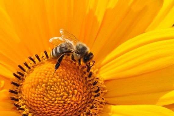 bees plant intelligent communication teel aviv plants 570x379
