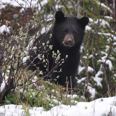 Missing Boy Rescued in Eastern NC Says He “Hung Out With a Bear” While Lost For Two Days