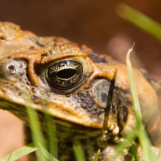 Cane Toads Join Forces With Python to Escape Australian Floods