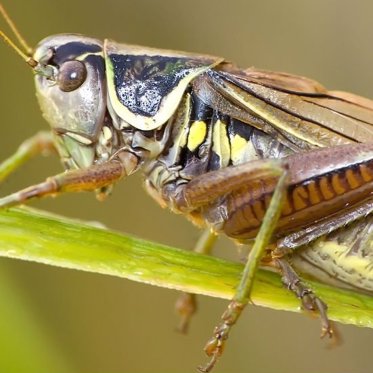 Noisy Crickets Blamed for Mysterious Sonic Attacks at US Embassies