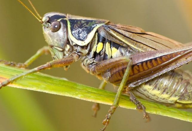 Noisy Crickets Blamed for Mysterious Sonic Attacks at US Embassies