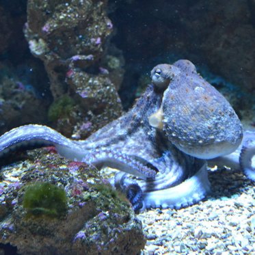 Boston Man is a Mysterious  Octopus Whisperer