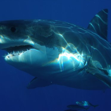 A Supernova May Have Caused the Extinction of the Giant Shark Species Megalodon