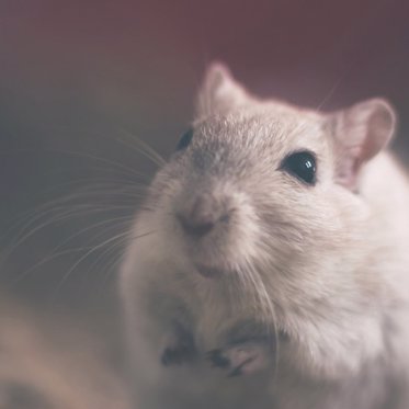 Crazed White Rats Take Over Italian Town Named for a Little Cat