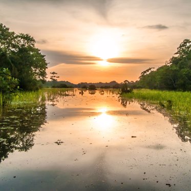 Unexplained Humpback Whale Carcass Found in Amazon Rainforest