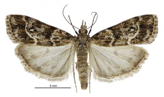 Eudonia legnota female 570x336