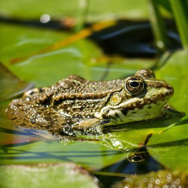 New “Mysterious” Frog Species Discovered In India