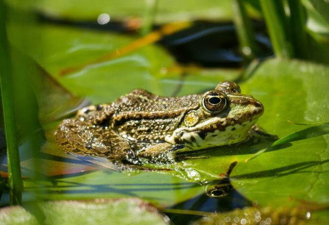 New “Mysterious” Frog Species Discovered In India