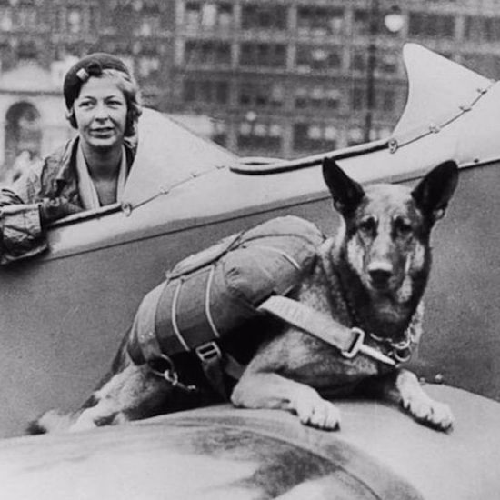 The Weird Tale of the Paradogs of World War II
