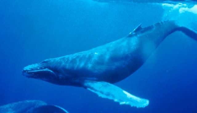 Humpback Whale underwater shot 640x368
