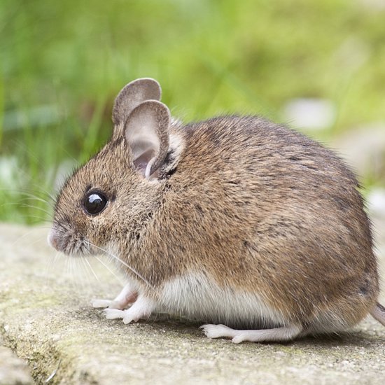 A “Night Mouse” Who Lived With The Dinosaurs And A Wild Cat Spotted After 35 Years