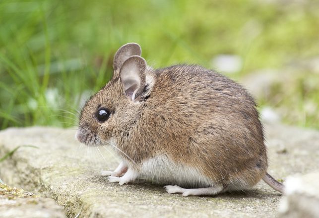 A “Night Mouse” Who Lived With The Dinosaurs And A Wild Cat Spotted After 35 Years