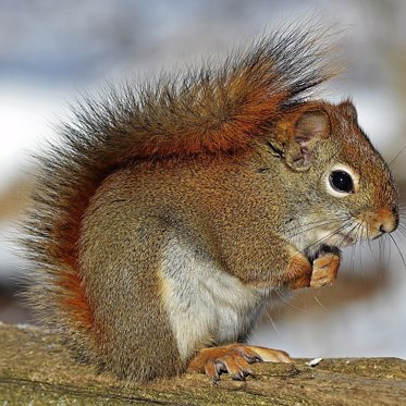 Hot Pink Squirrels! These Creatures Glow Pink Under UV Lights