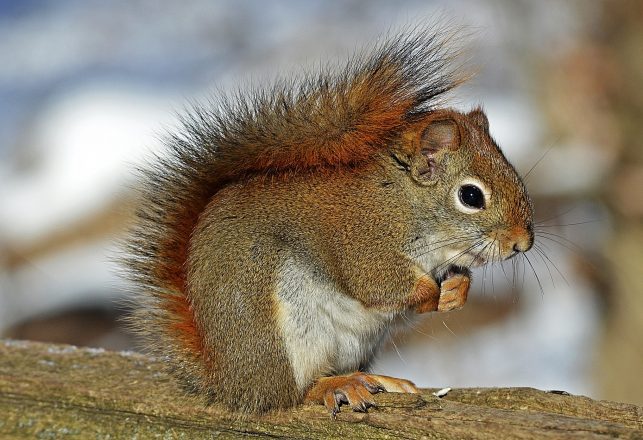 Hot Pink Squirrels! These Creatures Glow Pink Under UV Lights