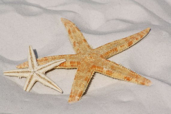 Starfish 570x380