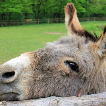 Mysterious Llama-Killing Creature May Be Murdering Donkeys in Kentucky