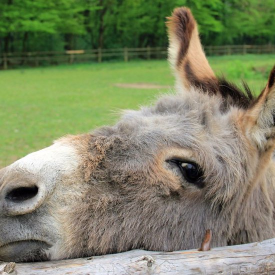 Mysterious Llama-Killing Creature May Be Murdering Donkeys in Kentucky