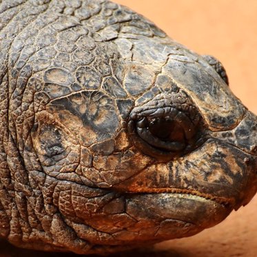 Extinct Giant Tortoise and Giant Bee Turn Up Alive