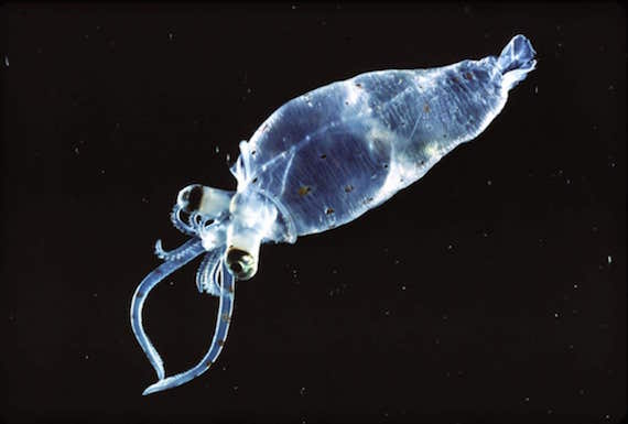 glass squid 1
