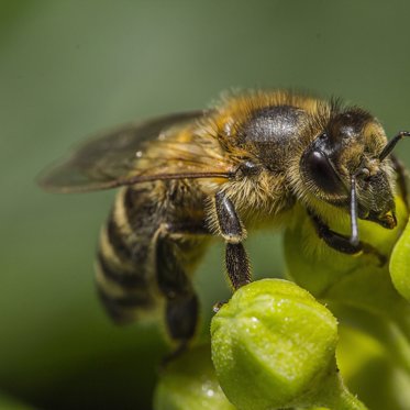 Scientists Teach Honeybees to Solve Math Problems