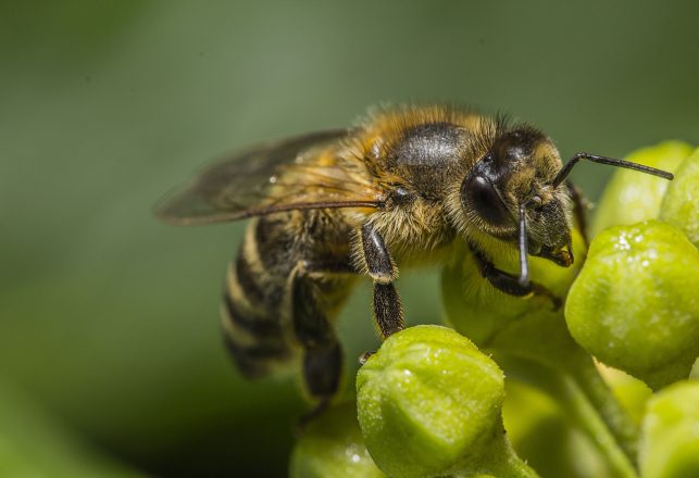 Scientists Teach Honeybees to Solve Math Problems