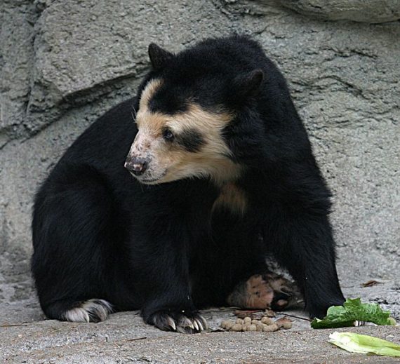 659px Spectacled Bear   Houston Zoo 570x519