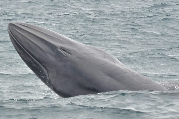 Baleia de Bryde 570x381