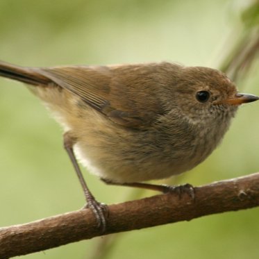 Snake Species Rediscovered And New Hope For Bird On The Brink Of Extinction