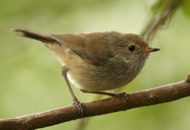 Snake Species Rediscovered And New Hope For Bird On The Brink Of Extinction