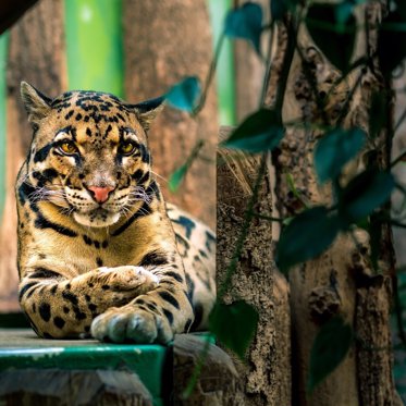 Leopard Thought To Be Extinct For 36 Years Spotted In Taiwan