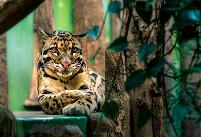 Leopard Thought To Be Extinct For 36 Years Spotted In Taiwan