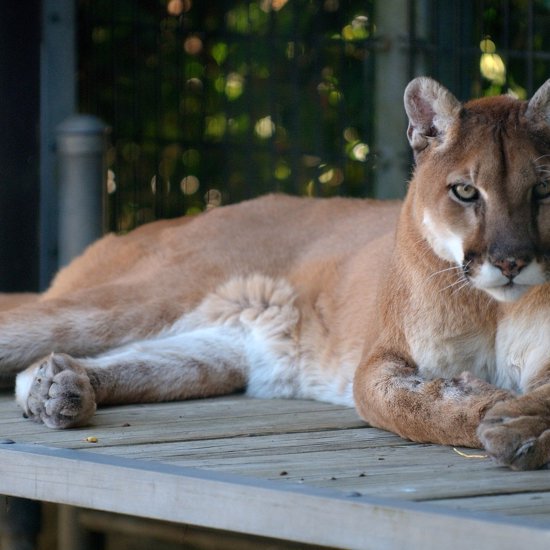 Cougar Thought To Be Extinct Spotted In North Carolina