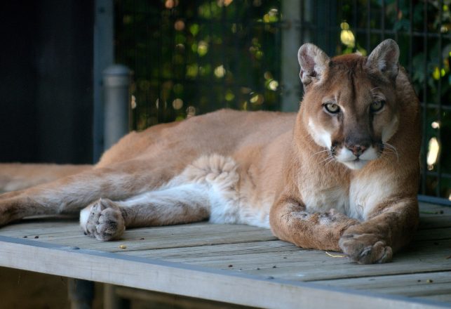 Cougar Thought To Be Extinct Spotted In North Carolina