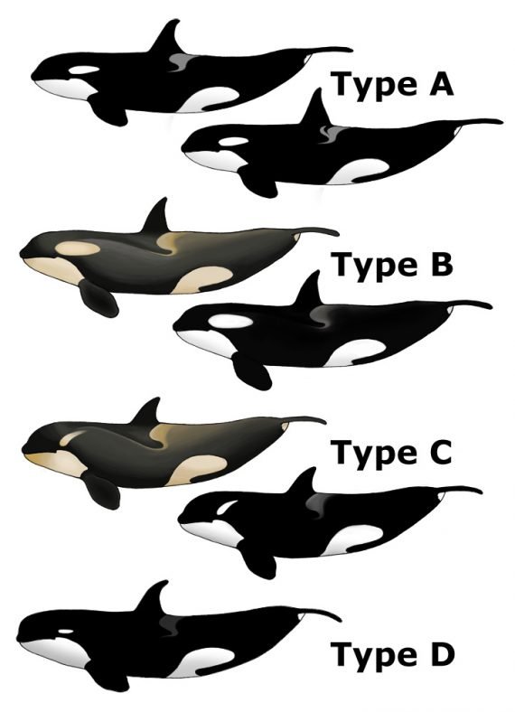 Killer Whale Types 570x788