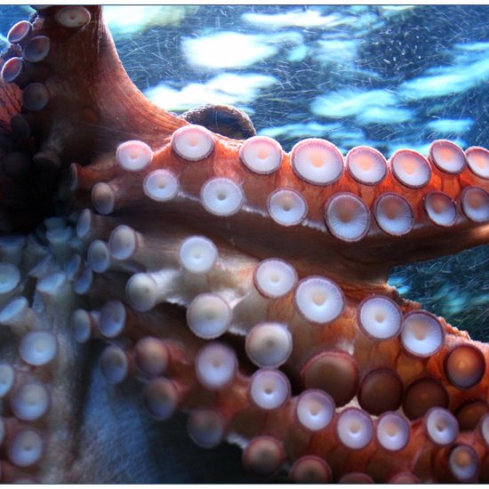Octopus Nightmares? Surprising Video Shows Sleeping Octopus Changing Colors