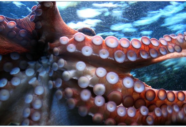 Octopus Nightmares? Surprising Video Shows Sleeping Octopus Changing Colors