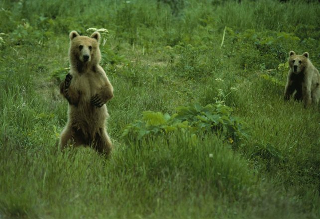 The Soviet Union and Psychic Dogs, Rabbits, Birds and Bears