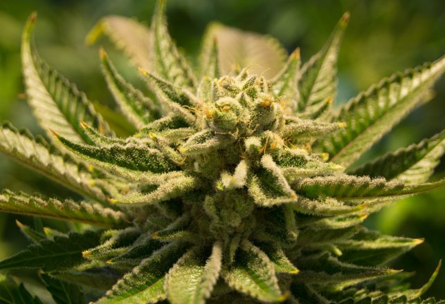 Gene Edited Tequila Bacteria Produces THC and CBD Instead of Alcohol