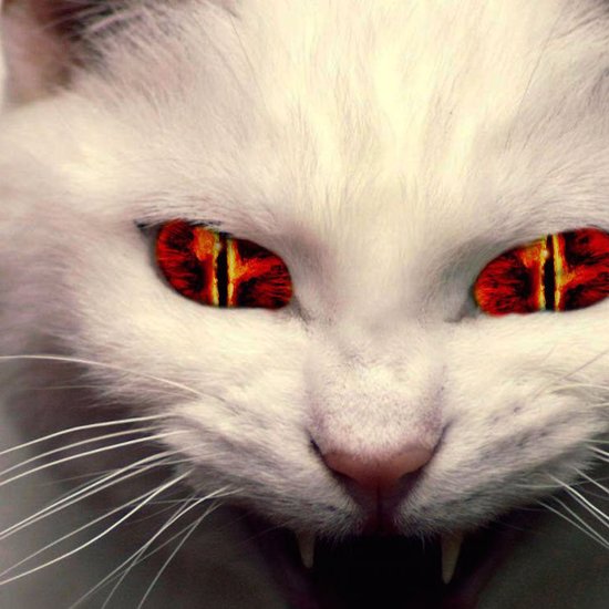 The Strange Case of the Woman Who Gave Birth to a Demon Cat