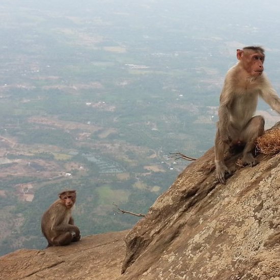 Marauding Monkeys Go On a Murderous Rampage in India